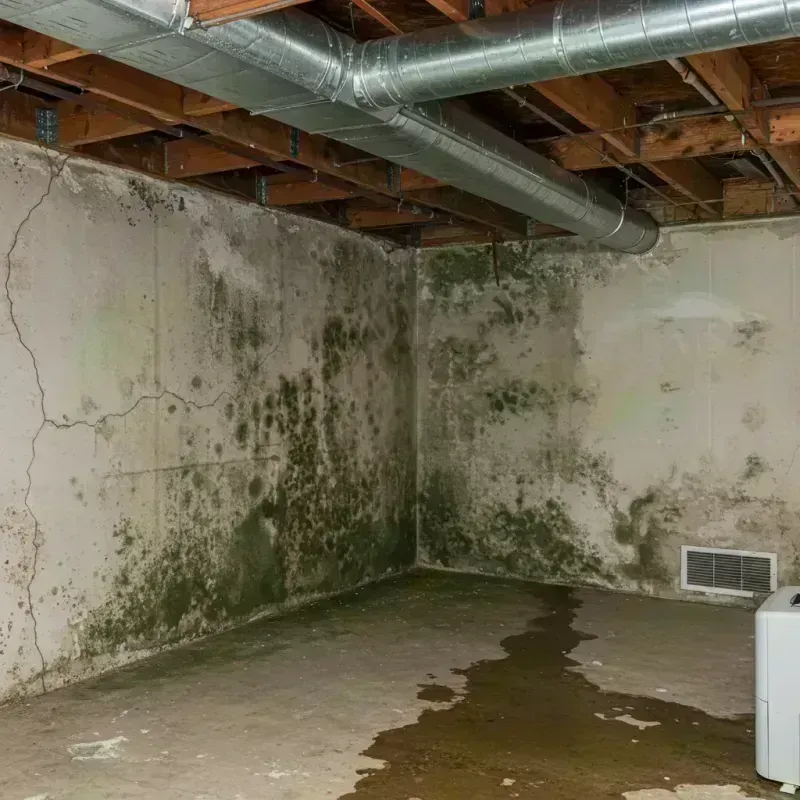 Professional Mold Removal in Lynwood, IL